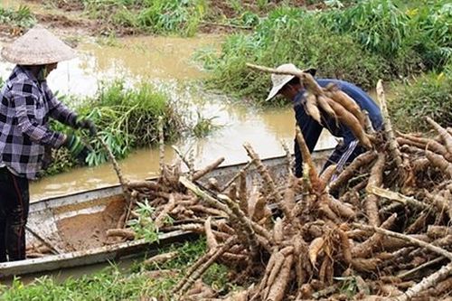 Nông dân Thừa Thiên-Huế cấp tập thu hoạch sắn sau mưa lũ