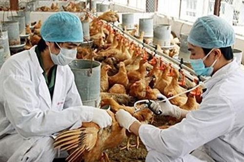 Mắc cúm gia cầm A/H5 nguy hiểm như thế nào?