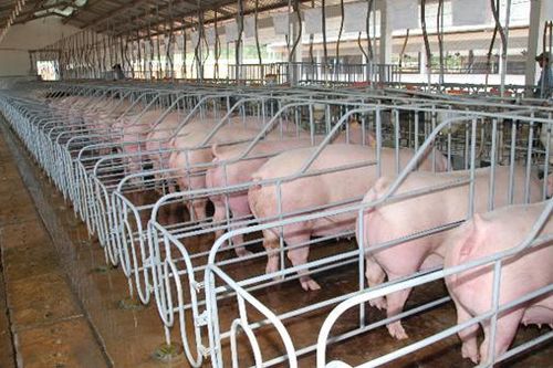 Phú Yên chấp thuận đầu tư án chăn nuôi công nghệ cao lớn nhất từ trước đến nay