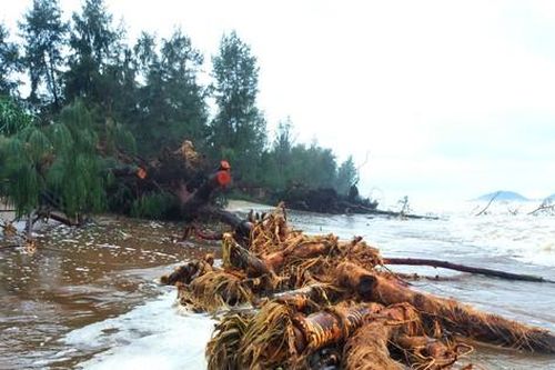 Hà Tĩnh: Hàng loạt cây phi lao phòng hộ chắn sóng ven biển bị cuốn trơ gốc