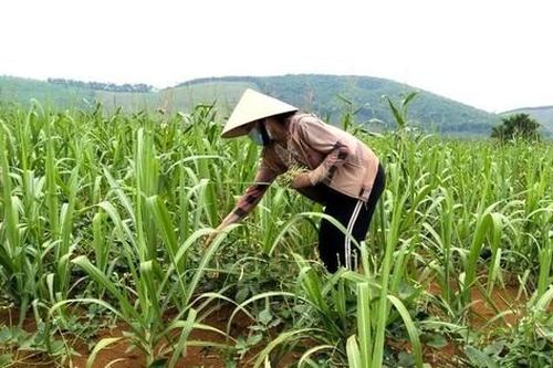 Phá thế độc canh từ mô hình trồng xen cây họ đậu mang lại hiệu quả kinh tế