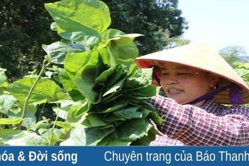 Nghề trồng dâu, nuôi tằm, ươm tơ Hồng Đô nức tiếng một thuở