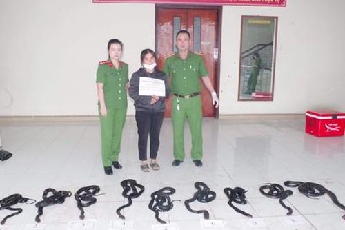 Bắt người phụ nữ vận chuyển 9 cá thể rắn hổ mang chúa