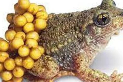 Ăn thịt cóc hại nhiều hơn lợi