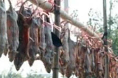 Loài hôi hám ngoài đồng giờ thành đặc sản giá 300.000 đồng/kg