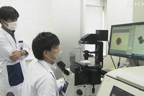 Nhật Bản 'ươm' thành công thân tóc giúp tìm ra phương pháp chữa rụng tóc ở người