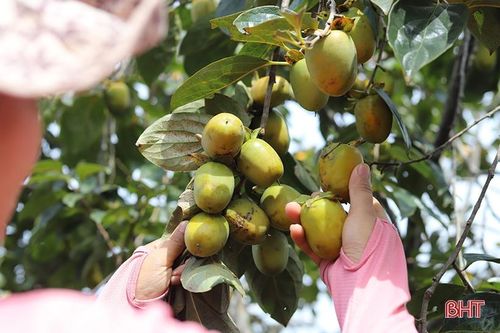 Mùa hồng giòn 'bội thu' của nông dân Vũ Quang