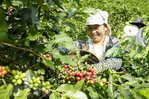 Nhiều dư địa để xuất khẩu cà phê sang thị trường Tây Ban Nha