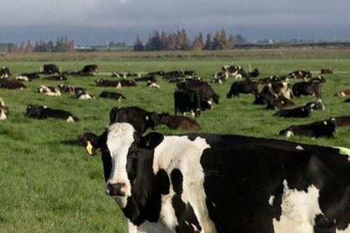 New Zealand đề xuất đánh thuế ợ hơi từ bò, cừu để hạn chế khí thải