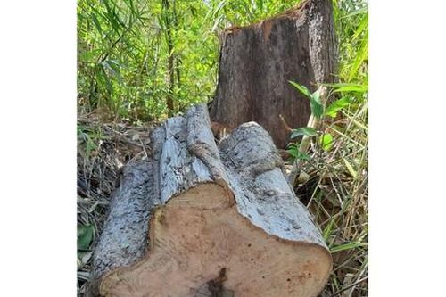 Khởi tố vụ Thiếu trách nhiệm gây hậu quả nghiêm trọng xảy ra tại Ban quản lý rừng ở Gia Lai