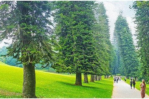 'Góc nghiêng bí ẩn' của loài cây luôn hướng về phía xích đạo
