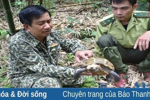 Phát hiện hai loài rùa quý hiếm tại Khu Bảo tồn thiên nhiên Pù Hu