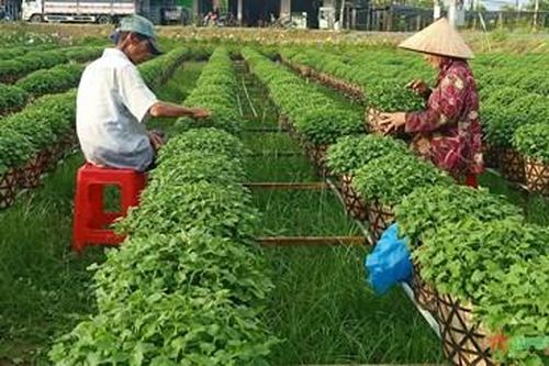 Làng nghề trồng hoa kiểng ở Bến Tre