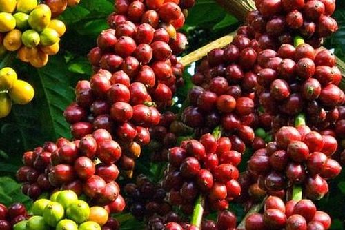 Triển lãm cà phê quy mô lớn tại TPHCM