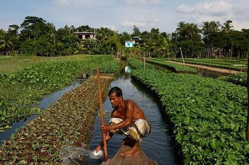 Nông nghiệp nổi đang hồi sinh ở Bangladesh