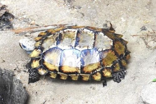Cận cảnh rùa núi Viền siêu quý hiếm vừa xuất hiện ở Hòn Bà
