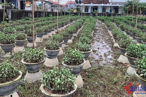Hoa Tết bị nước lũ nhấn chìm, người dân xứ Huế lo trắng tay