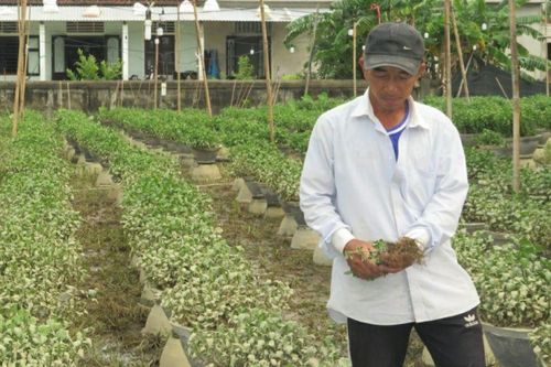 Nông dân Thừa Thiên Huế nguy cơ mất trắng vụ hoa Tết