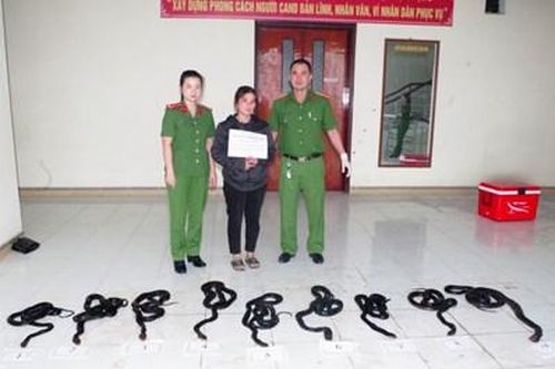 Bắt giữ người phụ nữ vận chuyển 9 cá thể rắn hổ mang chúa