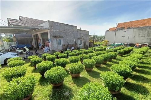 Làng hoa cúc Ninh Giang tất bật chuẩn bị vào vụ Tết