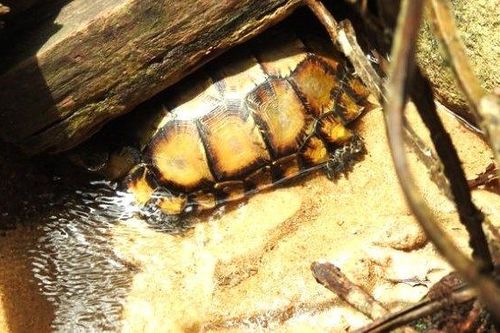 Phát hiện rùa quý hiếm cực đẹp ở Hòn Bà
