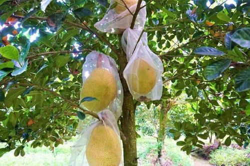 Tranh giành nhau... cây mít, em trai dùng gạch ném anh ruột bị thương