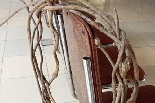 7 người cấp cứu sau khi uống nước nấu từ cây lạ