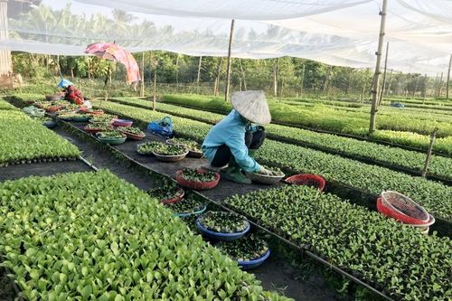 An Giang phát triển kinh tế từ rau màu