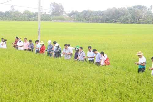 Chia sẻ kinh nghiệm liên kết tiêu thụ lúa vùng nguyên liệu trên địa bàn huyện Thoại Sơn