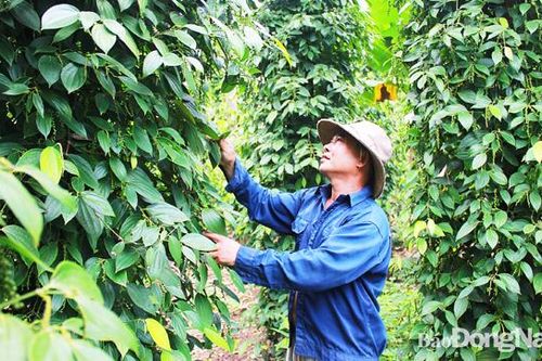 Không 'mặc đồng phục' cho nông thôn mới kiểu mẫu