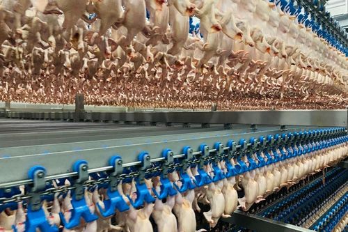 Việt Nam xuất khẩu 33,6 tấn thịt gà chế biến đầu tiên sang Nhật Bản