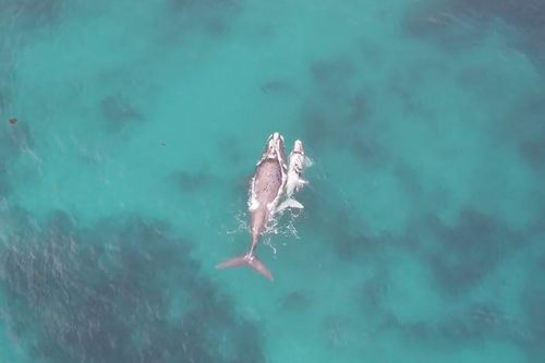 Cá voi bạch tạng hiếm gặp chơi đùa ngoài khơi Australia