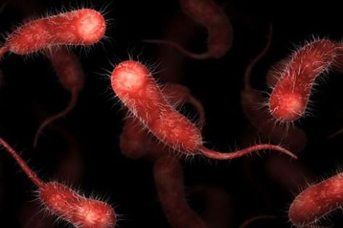 Mỹ đối mặt với sự lây lan vi khuẩn ăn thịt người - Vibrio vulnificus