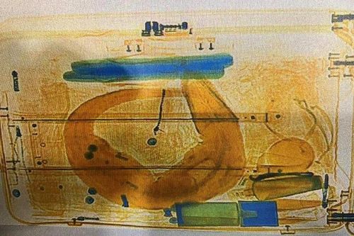 Phát hiện cá sấu hiếm trong hành lý ở sân bay Munich