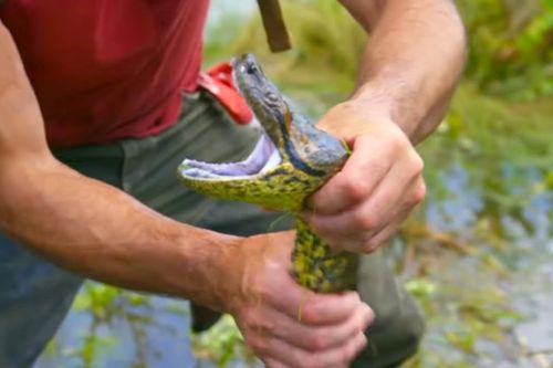 Chạm trán trăn Anaconda khổng lồ ở Amazon