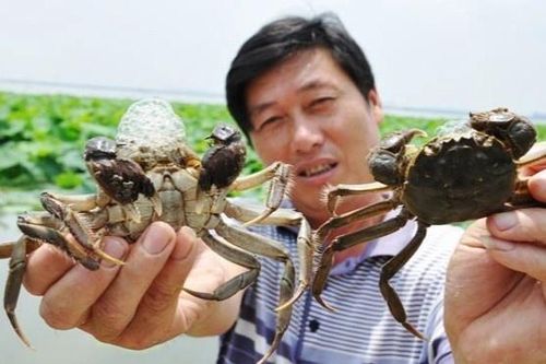 Người đàn ông Trung Quốc nhập viện vì 'trả đũa' con cua