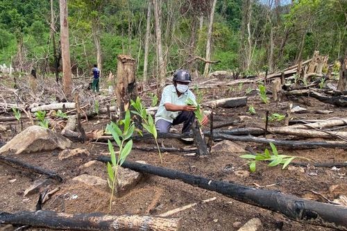 Phú Yên: Phạt hành chính 137,5 triệu đồng vì phá rừng tự nhiên trái phép