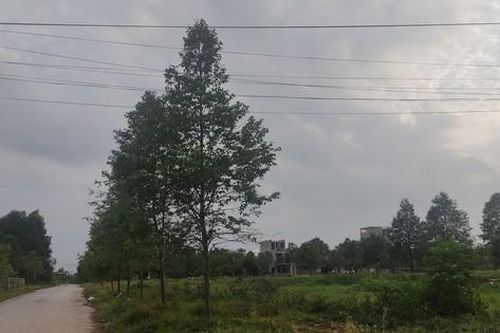 Đề nghị xử lý loạt đơn vị trúng đấu giá chậm trả 'sổ đỏ' cho dân