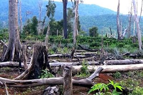 Xử phạt hơn 137 triệu đồng, buộc trồng lại 3.900 m2 rừng đã phá trái pháp luật