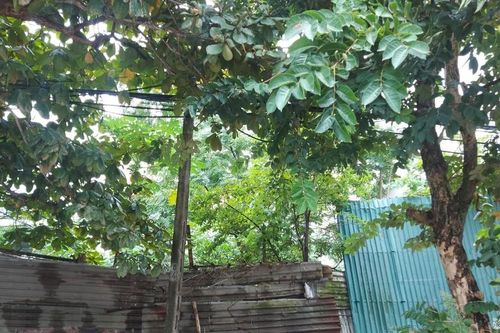 Sở Xây dựng đề nghị UBND tỉnh hủy bỏ các văn bản pháp lý của dự án Nhà nghỉ công nhân Nông trường 3/2