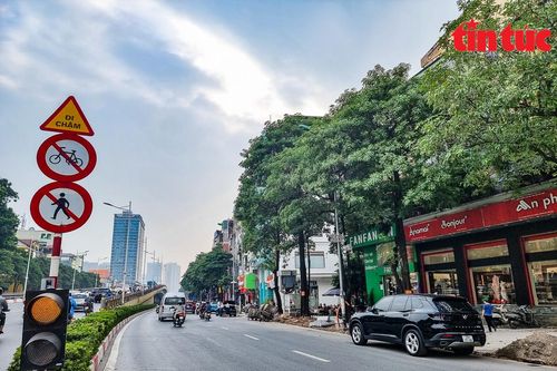 Ngắm 80 cây hoa sữa bị đề nghị di dời vì mùi hương nồng nặc