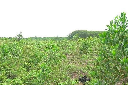 Một công ty thuộc FLC bị yêu cầu chấm dứt dự án nông nghiệp chậm tiến độ