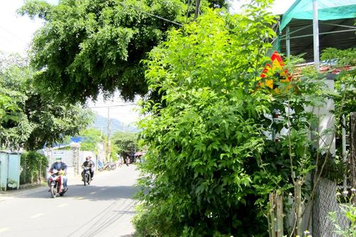 Biển báo giao thông bị cây xanh che khuất