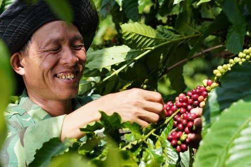 Câu chuyện từ mô hình NESCAFÉ Plan