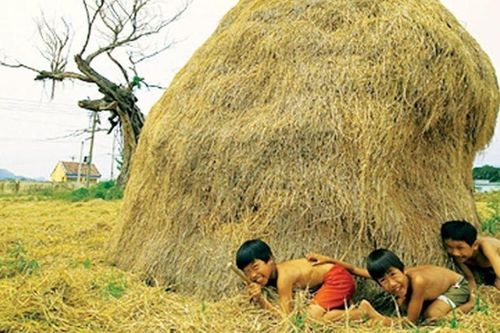 Ổ rơm của bà nội