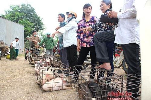 Lợn đi chợ huyện
