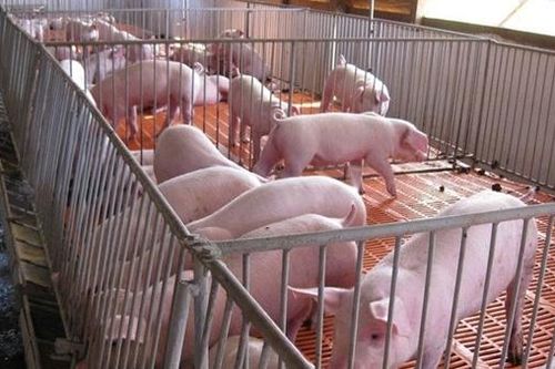 Việt Nam xây dựng được 2.394 vùng, cơ sở an toàn dịch bệnh
