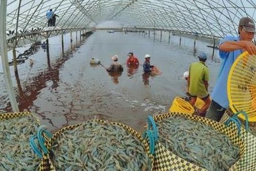 Những đột phá kinh tế sau đại dịch ở Cà Mau: Phát triển kinh tế xanh (bài 2)