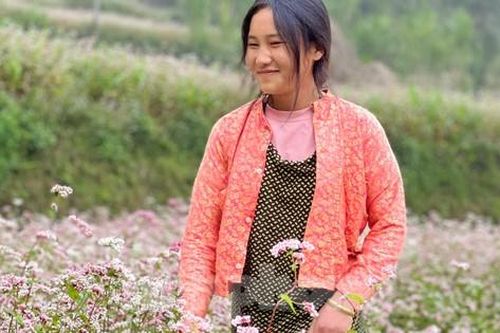 Tam giác mạch bung nở trên cao nguyên đá Đồng Văn
