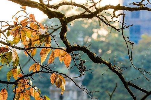 Ngắm cảnh sắc Hà Nội ngày cuối thu